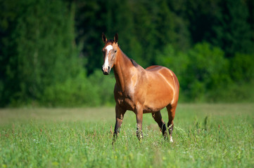 bay horse grazing in the summer field