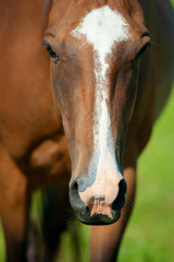 bay horse head closeup detail in summer