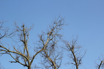 tree tops