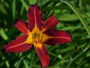 orange lily flower