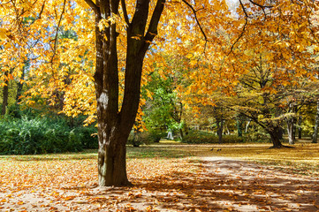 Autumn trees in Lazienki park, Warsaw