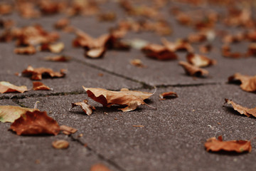 autumn linden leafs on ground in the park
