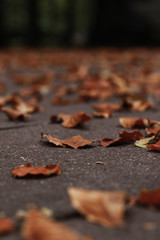autumn linden leafs on ground in the park