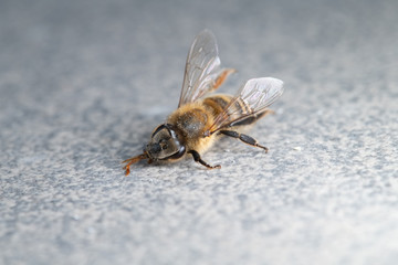 Dead honey bee, apis melifera, isolated on plan background, bee poisoning and extermination