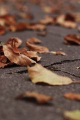 autumn linden leafs on ground in the park