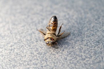 Dead honey bee, apis melifera, isolated on plan background, bee poisoning and extermination