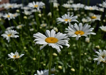 daisies in the grass