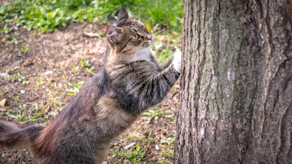 forest cat in green grass hunts in the forest