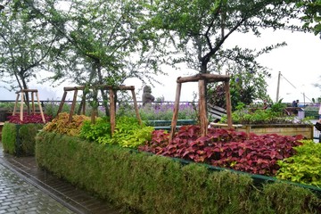 Fototapeta na wymiar Beautiful flowers in The Garden , Bandung Indonesia