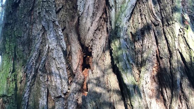 Hornissennest in einem Baumstamm