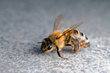 Macro of honey bee on plain background