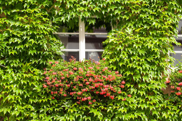 Fototapeta na wymiar living wall with window and flower box