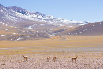 View of the Desert of Atacama, the most arid desert in the world
