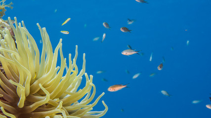 Close up of Sea Anemone in coral reef of the Caribbean Sea around Curacao
