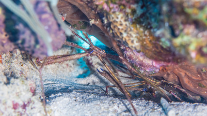 Close up of Arrow Crab in coral reef of the Caribbean Sea around Curacao