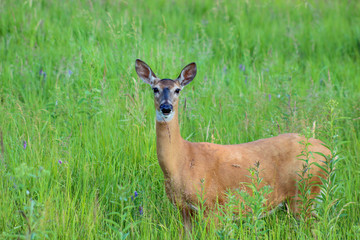 Alert deer