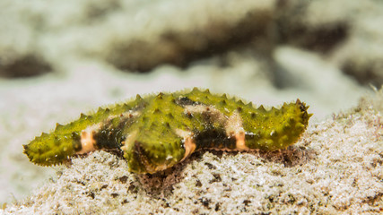 Close up of Star Fish in coral reef of the Caribbean Sea around Curacao