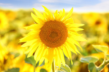 Beautiful blooming sunflower in field