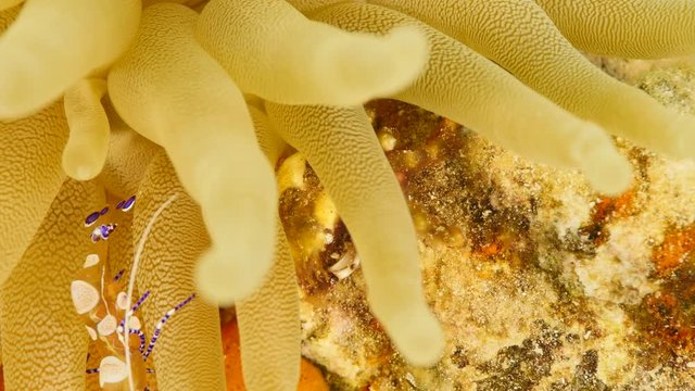 Close up of Cleaner Shrimp in coral reef of the Caribbean Sea around Curacao