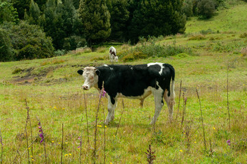 cow looking front 