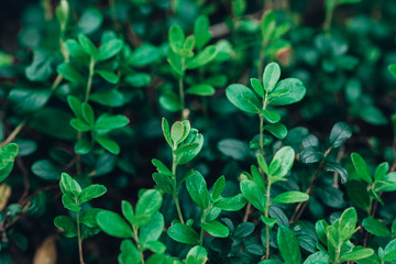 Lingonberry leaves. Beautiful background with green leaves of lingonberry. Lingonberries forest. Cowberry leaves