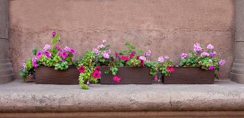 flowerbed blooming in the street
