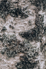 Birch tree. The texture of birch closeup. Background of birch bark. Russian birch bark pattern