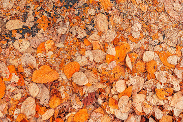 Dry birch autumnal leaves on the ground