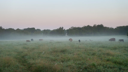 Cattle on a foggy morning in a rich green pasture