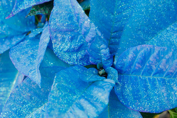 Blue Christmas Poinsettia, aka Star Flower.