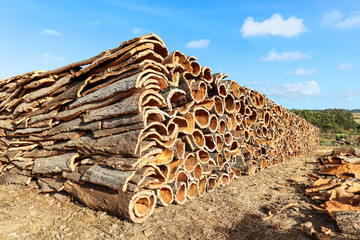 Harvested cork oak bark from the trunk of cork oak tree (Quercus suber) for industrial production of wine cork stopper in the Alentejo region, Portugal