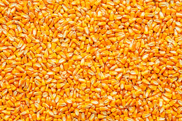 Texture of harvested corn kernels heap