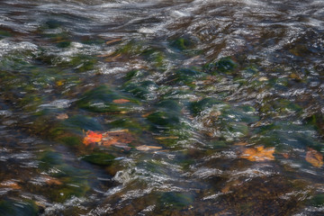 Flowing stream of water with orange and yellow leaves just below the surface.