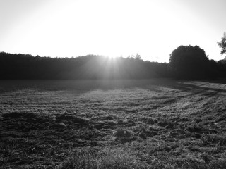 Fototapeta premium Ein Sommertag in der Natur rund um Berlin