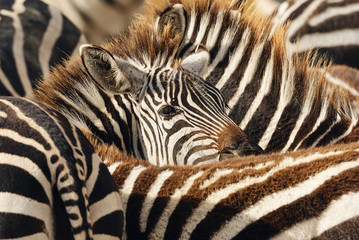 Fototapeta na wymiar Portrait of a zebra among his fellows.