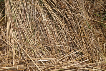 dried yellow grass in a ditch 2