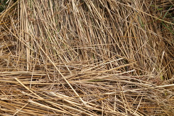 dried yellow grass in a ditch 1