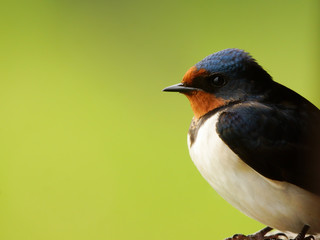 Portrait of a barn swallow (hirundo rustica) 