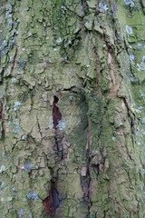 tree bark of an oak tree 3
