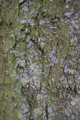 tree bark of an oak tree 2