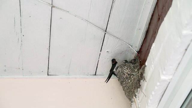 Bird home in a village house. Young swallows feed the chicks in the nest. Birds in a homely atmosphere. Summer day and birds. Chicks squeak while waiting for a breadwinner