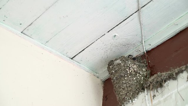 Bird home in a village house. Young swallows feed the chicks in the nest. Birds in a homely atmosphere. Summer day and birds. Chicks squeak while waiting for a breadwinner