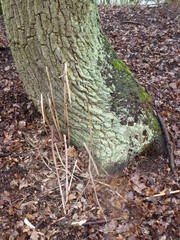 Der Kuss der Engel im Baumstamm