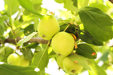 green apples on the branch. apple growing in garden