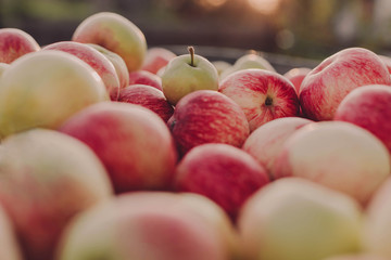 Wheelbarrow full of yellow and red juicy apples in autumn garden. Harvest, organic product.