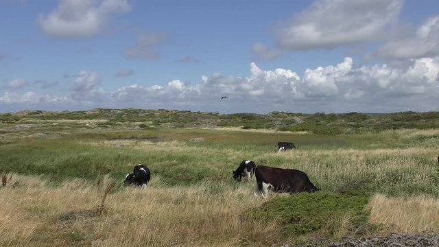 Mucche e falco in panorama rurale - Varberg - Svezia
