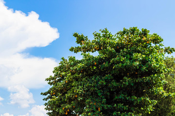 Árbol con cielo azul en el fondo