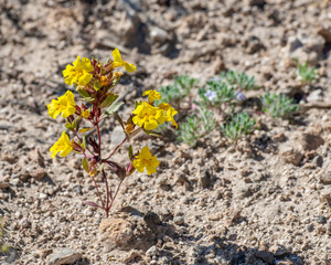 USA, Nevada, Lincoln County, Basin and Range National Monument, Fossil Mountain. Parry's monkey flower (Diplacus parryi/ syn. Mimulus parryi) with red spots inside the throat of the yellow corolla.