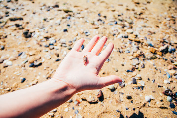 little cute crab on the hand