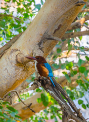 White-throated kingfisher (Halcyon smyrnensis) on the tree in Pushkar, Rajasthan. India.
